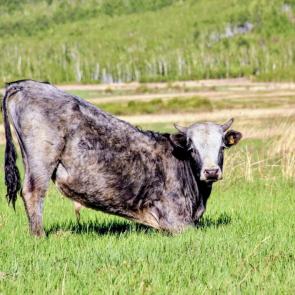 ����: ���