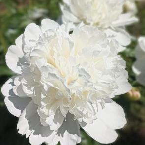 ����: ����������� ����