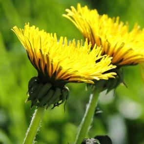 ����: ���������