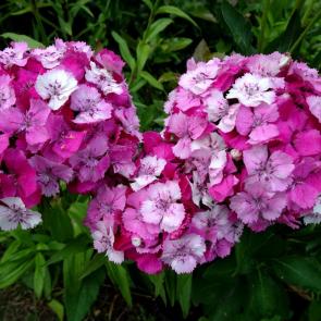 ����: ��� � �����.