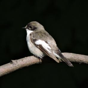 ����: ��������� ���������