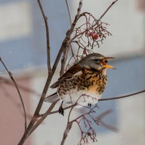 ����: ��������