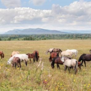 ����: �� ��������� �������