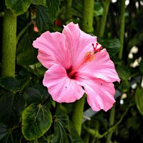 ����: ����������� �����