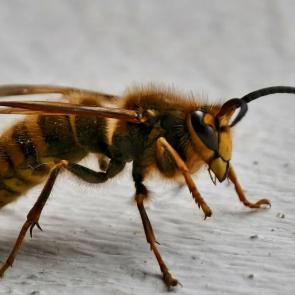 ����: ���