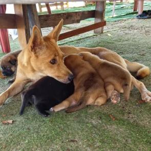 ����: �����