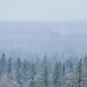 ����: ������ ���