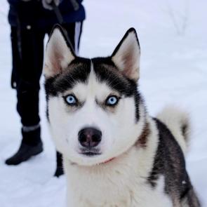 ���� ��������: �����