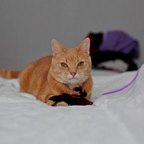 ����: ��������?