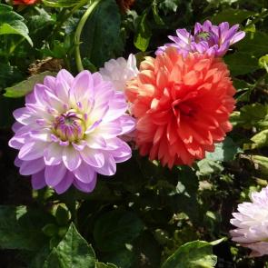 ����: ��������