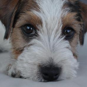 ����: ������