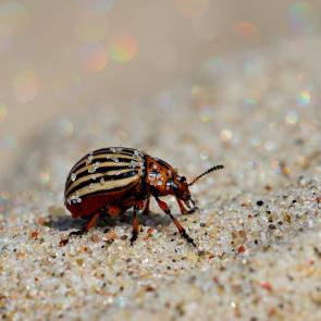 ����: ����������� ��� �� �����