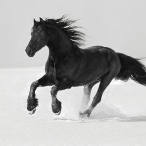 ����: ������ ����� 