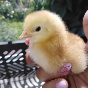 �������� �����