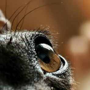 ����: ����