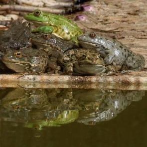 ����: ������