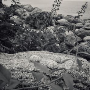 ����: ��� ����