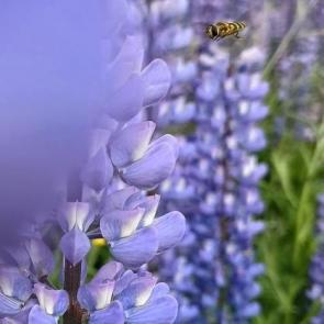 ���� ��������: 