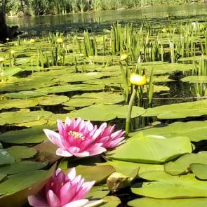 ����: �������� 