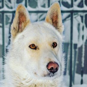 ����: �������