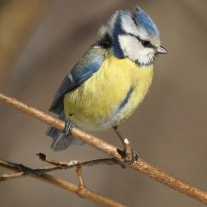 ����: ���������