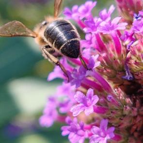 ����: �����