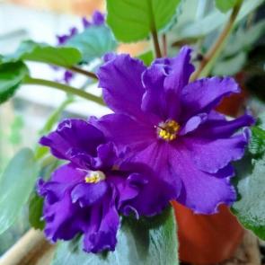 ����: ������