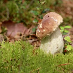 ����: ������