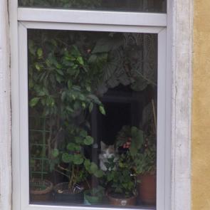 ���� ��������: � ��������