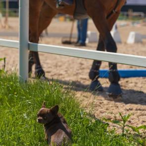 ����: ����