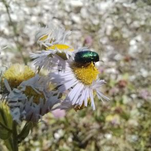 �������������� ���������������