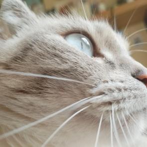 ����: ����������