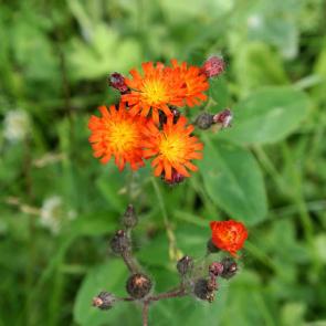 ����: ������� ��������