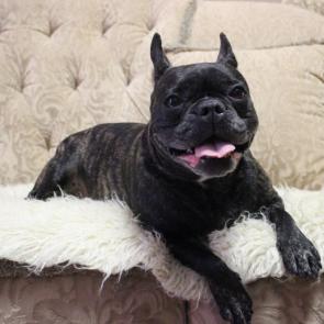 ����: �����