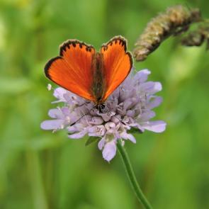 ����: �������� ��������