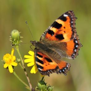 ����: ����������