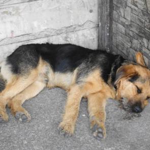 ����: ������� ��������