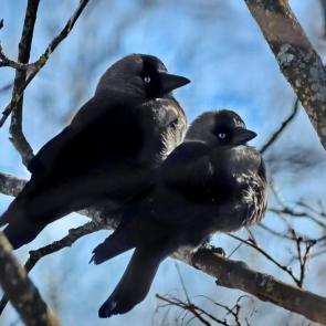 ����: �������. 