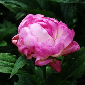 ���� ��������: ���� 