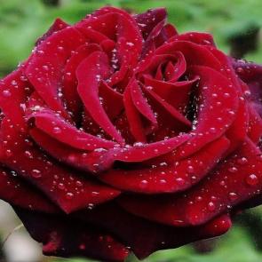 ����: ���� 