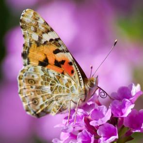 ����: ���������.