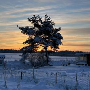 ����: �������