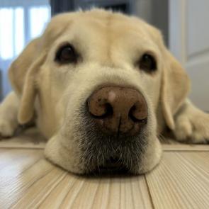 ����: ������ ���