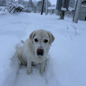 ����: ����