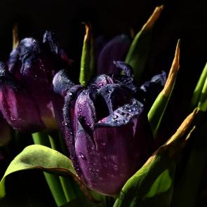 �����, ������