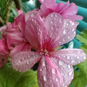 ����: �������� ��������.