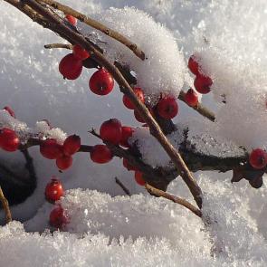 ����: �������� � ����