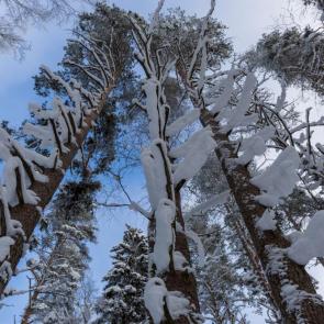 ����: �����