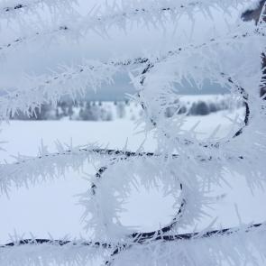 ����: ����������� ���-����