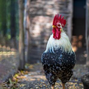 �������� �����